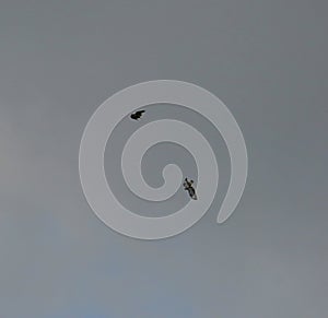 Common buzzards in flight