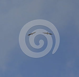 Common buzzards in flight