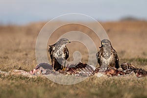 Common buzzards  on a meadow