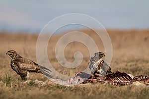Common buzzards  on a meadow