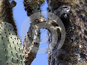 Common cactus finch, Geospiza scandens, eating cactus flower on Santa Cruz Island in Galapagos National Park, Equador