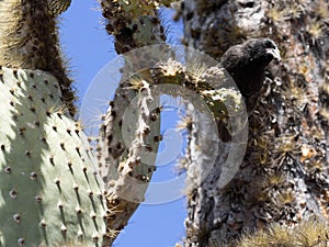 Common cactus finch, Geospiza scandens, eating cactus flower on Santa Cruz Island in Galapagos National Park, Equador