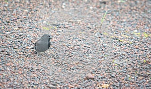 Common Cactus Finch- A Male Darwin Galapagos Finch in the Galapagos Islands