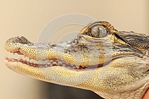 Common Caiman Closeup