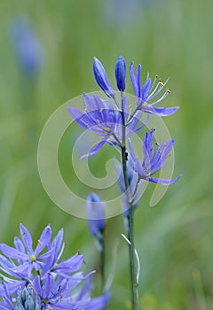 Common Camas Camassia quamash Cowichan Garry Oak Preserve, Cowichan Valley, Vancouver Island