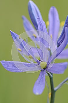 Common Camas Camassia quamash, Cowichan Garry Oak Preserve, Cowichan Valley, Vancouver Island