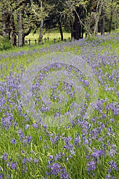 Common Camas Camassia quamash, Cowichan Valley, Vancouver Island, British Columbia