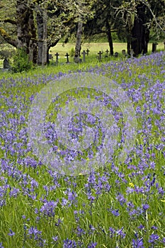 Common Camas Camassia quamash, Cowichan Valley, Vancouver Island, British Columbia