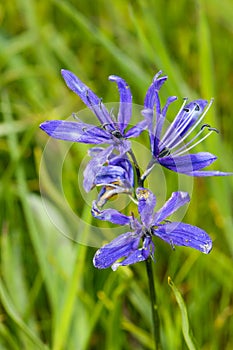 Common Camas - Small Camas (Camassia quash)