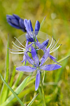 Common Camas - Small Camas (Camassia quash)