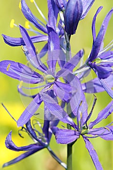 Common Camas - Small Camas (Camassia quash)