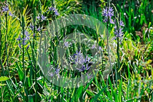 Common Camas - Small Camas (Camassia quash), Drumbeg Provincial Park