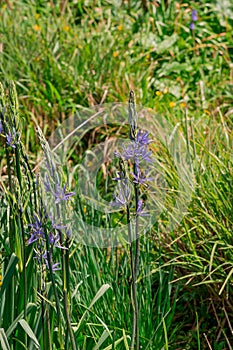 Common Camas - Small Camas (Camassia quash), Drumbeg Provincial Park