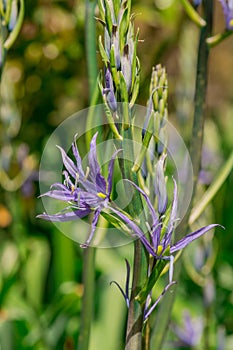 Common Camas - Small Camas (Camassia quash), Drumbeg Provincial Park