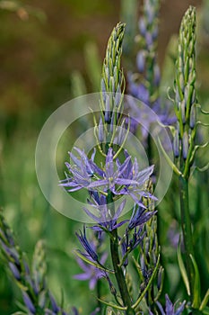 Common Camas - Small Camas (Camassia quash), Drumbeg Provincial Park