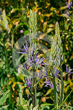 Common Camas - Small Camas (Camassia quash), Drumbeg Provincial Park