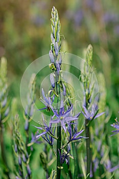 Common Camas - Small Camas (Camassia quash), Drumbeg Provincial Park