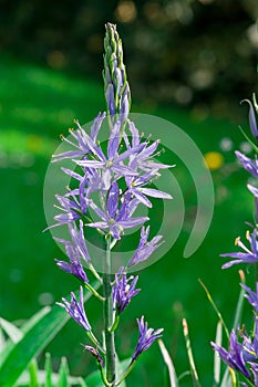 Common Camas - Small Camas (Camassia quash), Drumbeg Provincial Park