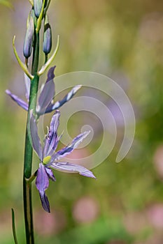 Common Camas - Small Camas (Camassia quash), Drumbeg Provincial Park