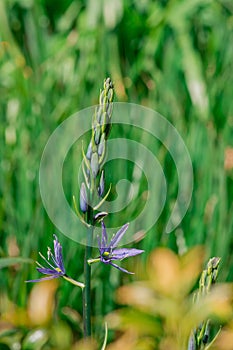 Common Camas - Small Camas (Camassia quash), Drumbeg Provincial Park