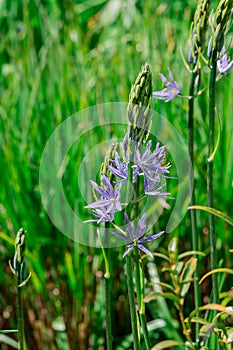 Common Camas - Small Camas (Camassia quash), Drumbeg Provincial Park