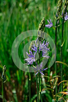 Common Camas - Small Camas (Camassia quash), Drumbeg Provincial Park