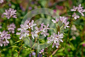 Common Camas - Small Camas (Camassia quash), Drumbeg Provincial Park