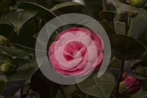 Common camellia. Camellia japonica `Otome`.