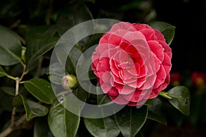 The Common camellia, Japanese camellia. Camellia japonica Henry Price.