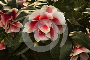 Common camellia, Japanese camellia. Camellia japonica `Toma aneka`. photo