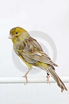 Common canary