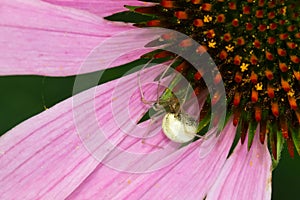 Common Candy-striped Spider - Enoplognatha ovata