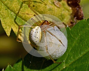 Common Candy-striped Spider Enoplognatha ovata