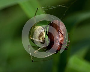 Common Candy-striped Spider Enoplognatha ovata