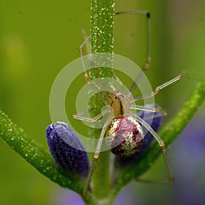 Common Candy-striped Spider Enoplognatha ovata