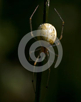 Common Candy-striped Spider Enoplognatha ovata