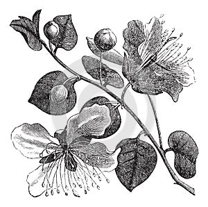 Common caper or Capparis spinosa vintage engraving photo
