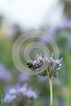 Common carder bee, Bombus pascuorum on blue tansy, Phacelia tanacetifolia