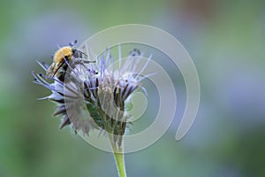 Common carder bee, Bombus pascuorum on blue tansy, Phacelia tanacetifolia