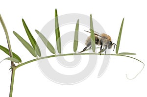 Common Carder-bee, Bombus pascuorum