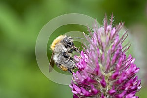 Common carder bee - Bombus pascuorum - pollinates Trifolium rubens