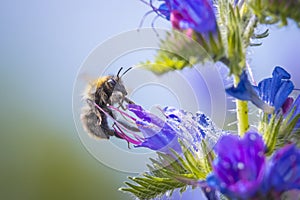 Common carder bee, Bombus pascuorum, pollination on purple butterflybush