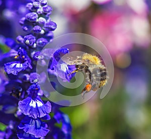 Common carder bee flying to a purple sage flower