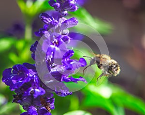 Common carder bee flying to a purple sage flower