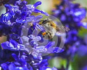 Common carder bee flying to a purple sage flower