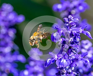 Common carder bee flying to a purple sage flower