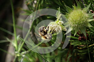 A common carder bee pollinating blooms in grassland