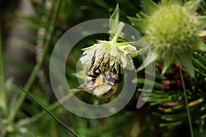 A common carder bee pollinating some flower in Slovakia grassland