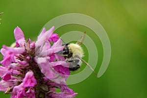 A common carder bee pollinating some flower in Slovakia grassland