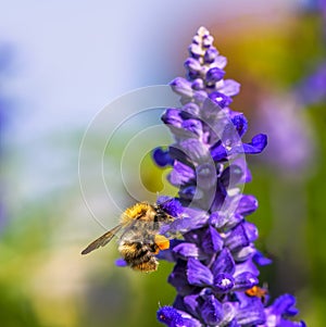 Common carder bee on a purple sage flower